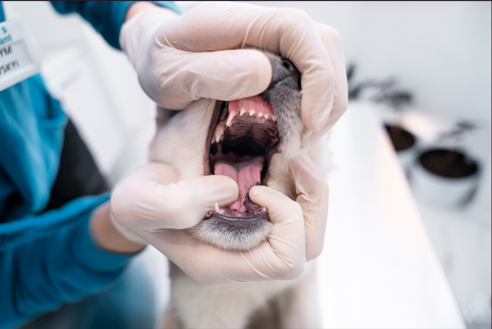 Köpek ve Kedilerde Diş Sağlığı: Neden Önemli ve Nasıl Korunmalı?